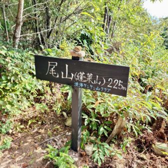 尾山 225m