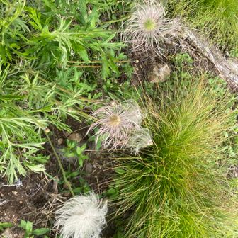 オキナグサの花の終わった跡。
こちらもスゴく貴重なお花なので、山頂直下のネットの中で保護されています。

また来春に花を咲かせているところを見にこなければ！！(^^)