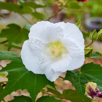 スタートしてすぐに目を引く大きな花