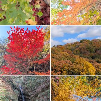 アケボノソウ。

紅葉🍁。
清澄寺、清荒神。
龍王滝。紅葉🍁。