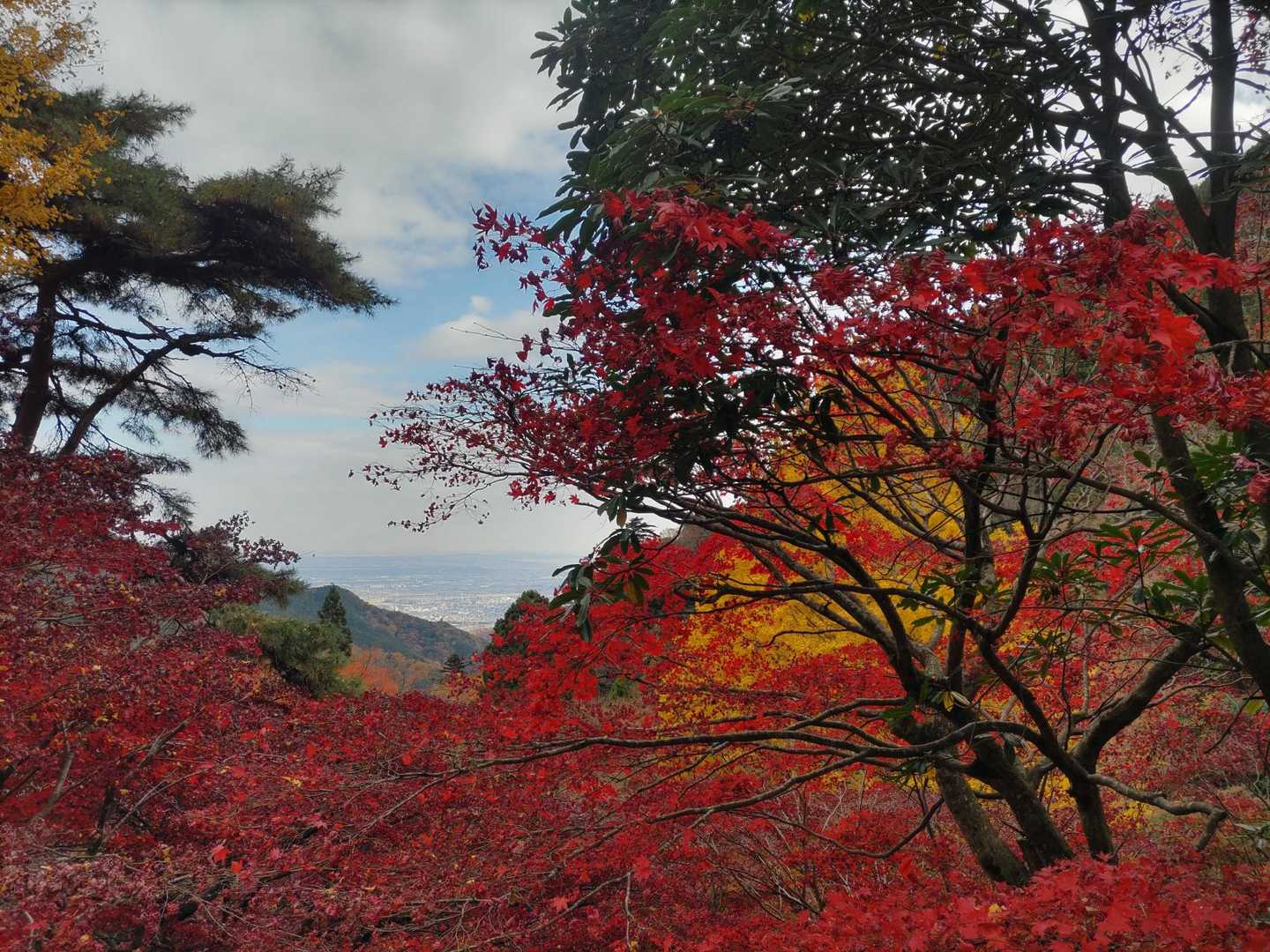 蓑毛バス停-大山-大山寺-大山ケーブルバス停 縦走コースの写真