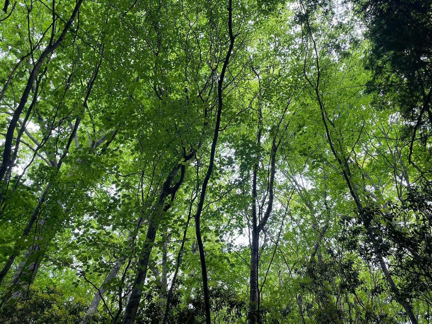 ブナの美しい新緑を眺めながら頑張る𓂃𓂂🍃