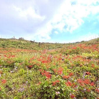 シモツケソウの群生