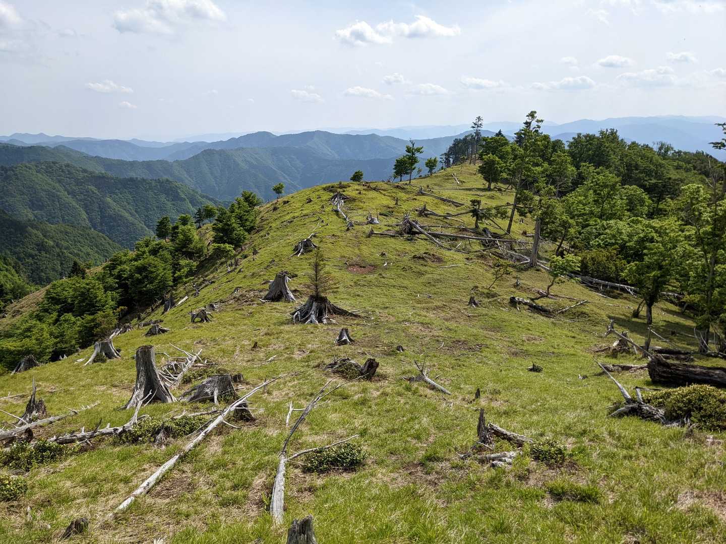 一面グリーン🌿