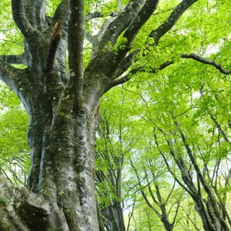 山採り　ブナ 目に鮮やか🌿ブナの新緑 三十三間山~大日尾根 / かなやんの登山データ