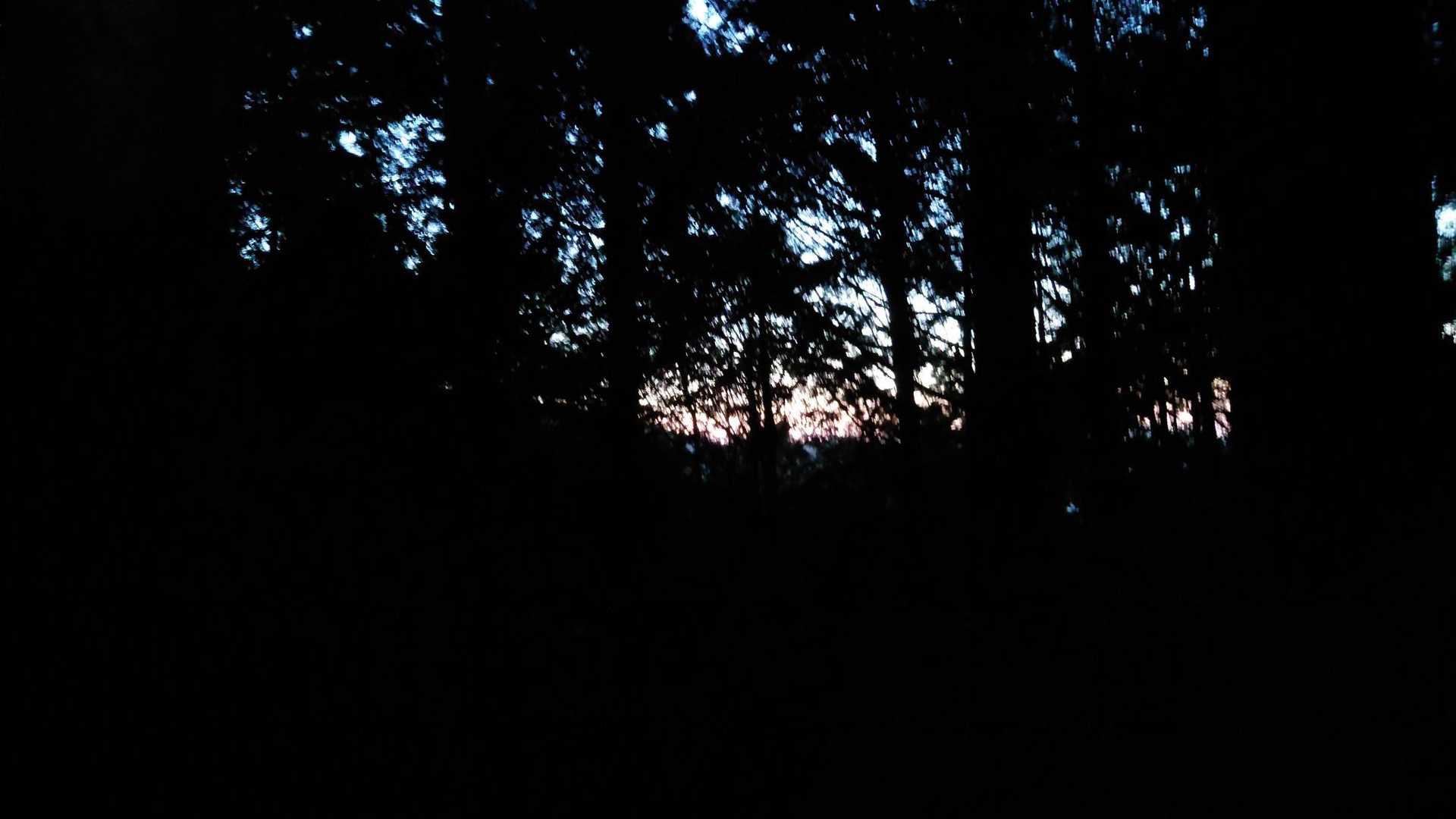 木々の向こうが赤らんできた🌄