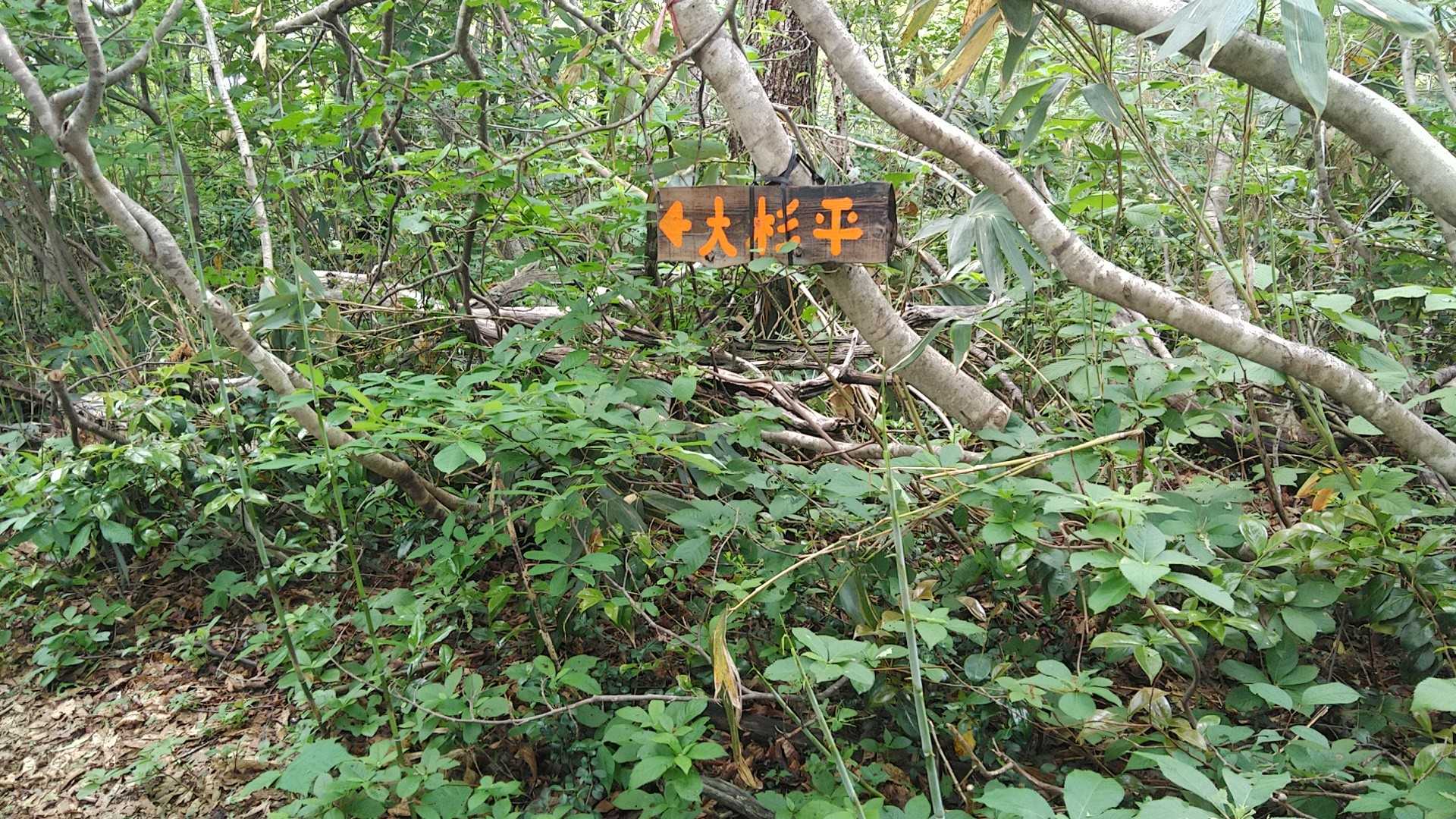 大杉平の看板
(道が沢山あります、大杉平へ行ってみます)