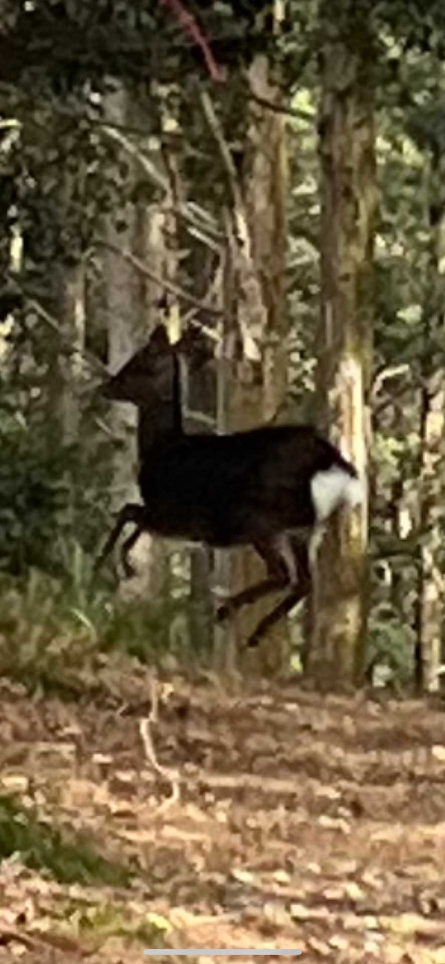 🦌笑