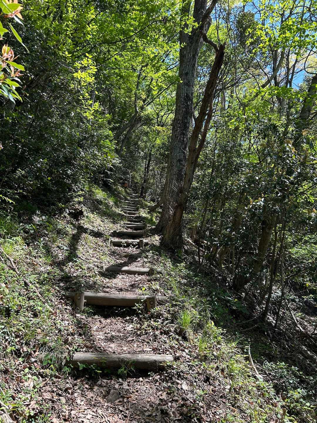 登山道は綺麗に整備されていて､歩きやすいです♪