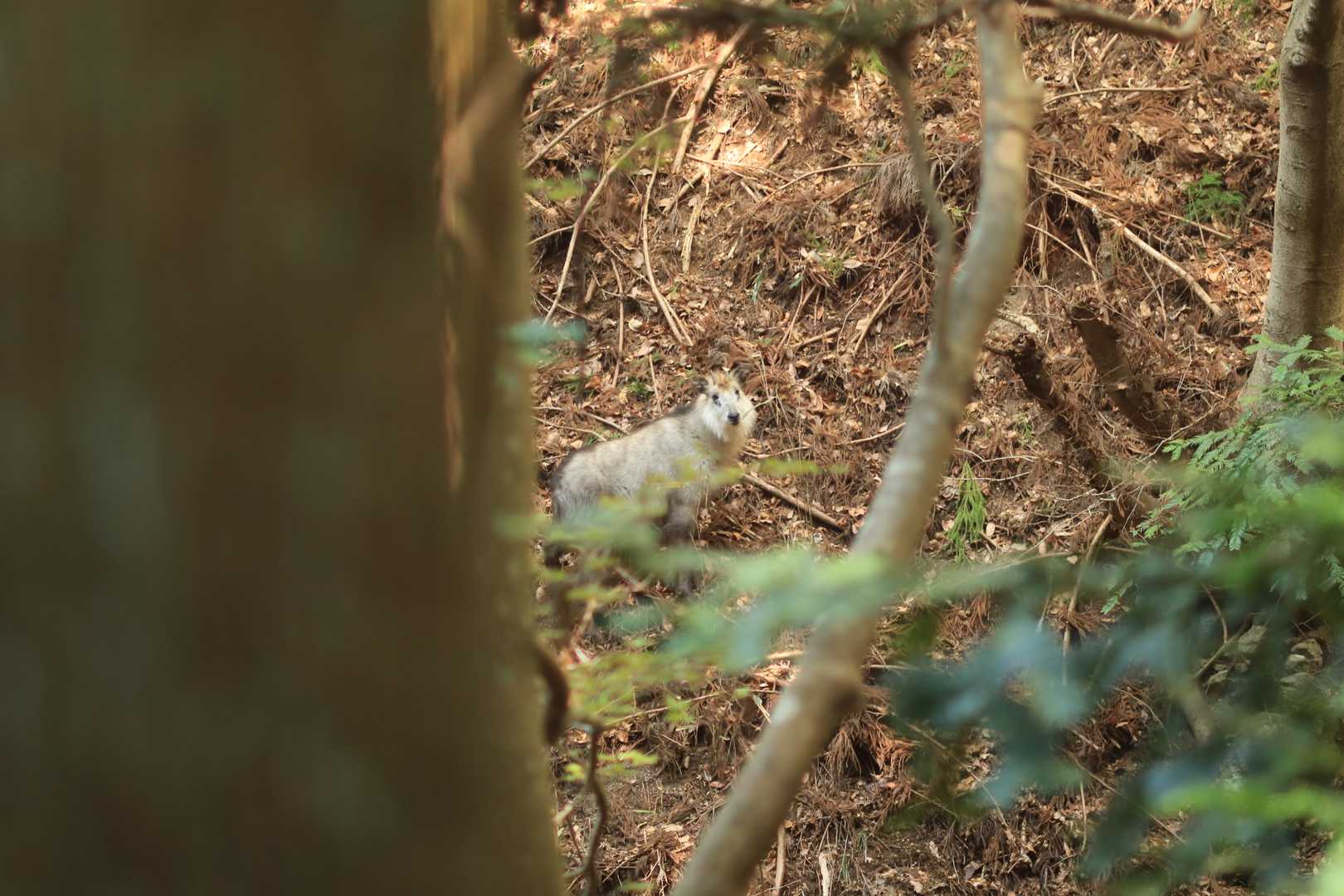ニホンカモシカ。久しぶりだね😊
つぶらな瞳でじ～っとこっちを見てる。