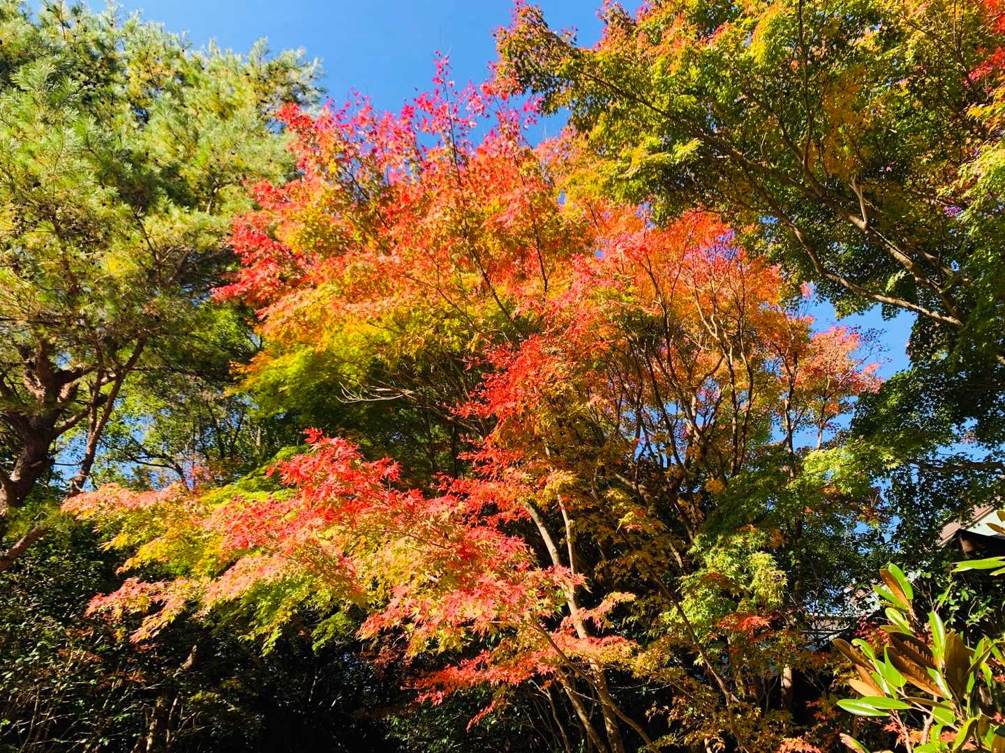 紅葉してる〜🤭