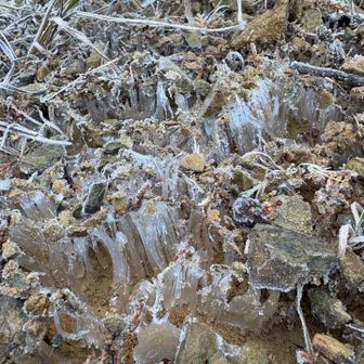 このあたりはあまり日が当たらないので
霜柱ができています