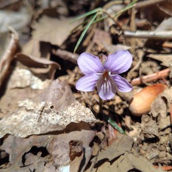 なにスミレなんだろう？？？→レア物のアケボノスミレだそうです！