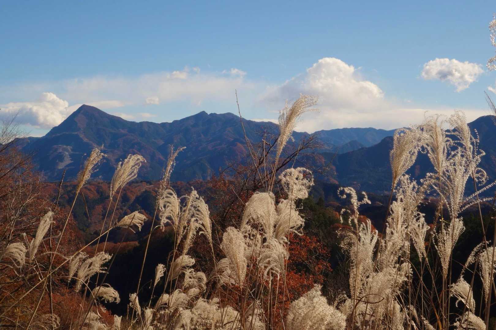 ススキと武甲山
