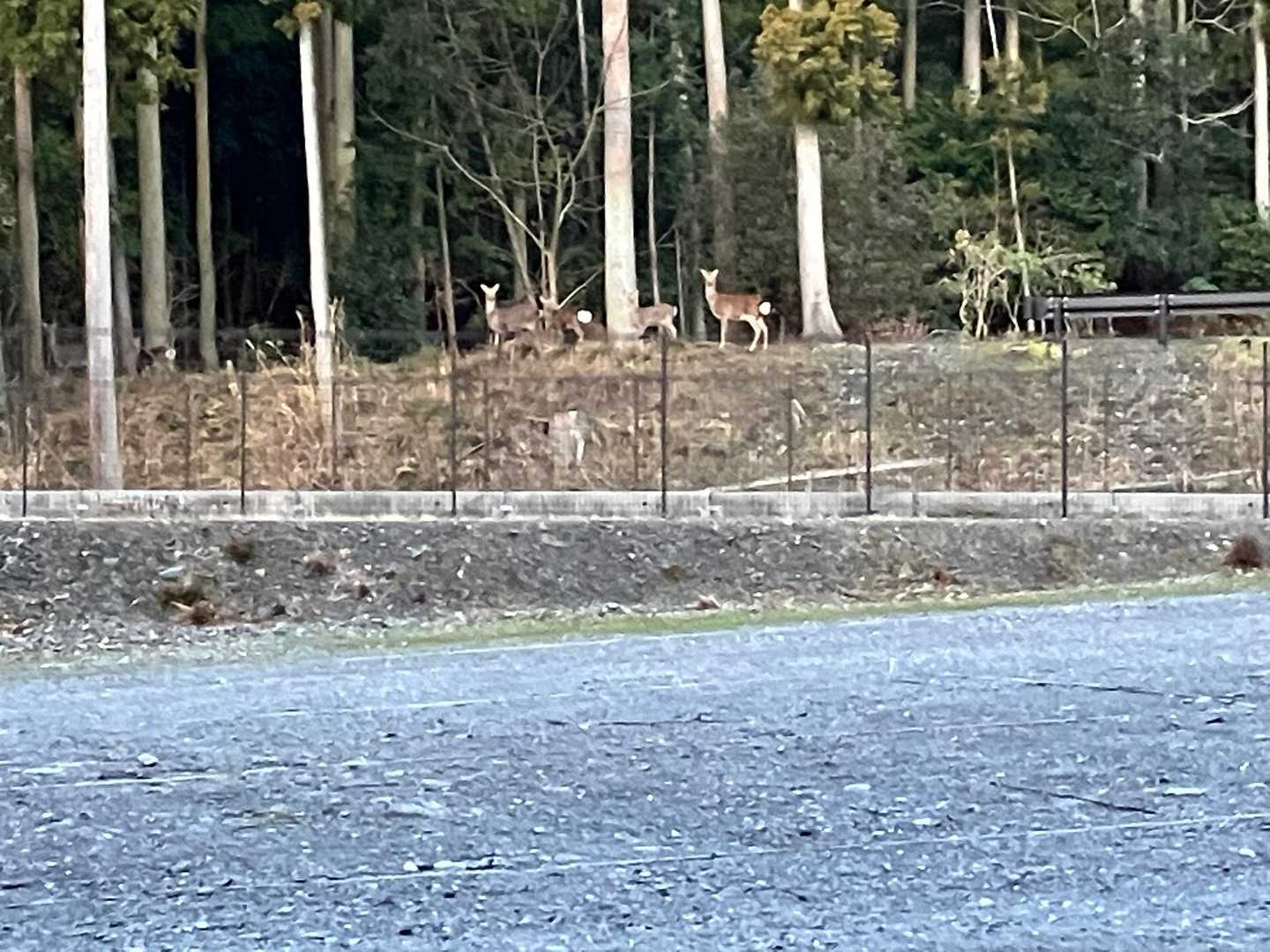 出迎えが違う。