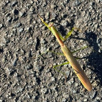 今日もカマキリさん。