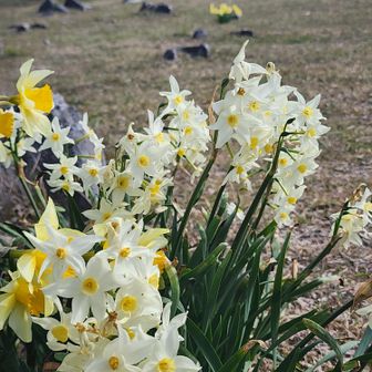 いろんな種類の水仙がある