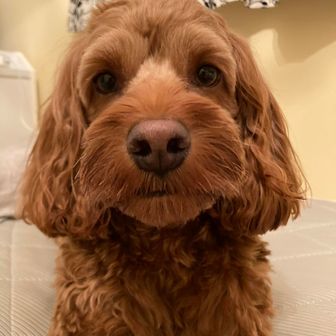 chico_chico