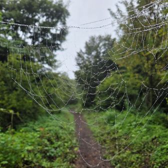 クモの巣🕸️雨に濡れてキラキラ✨