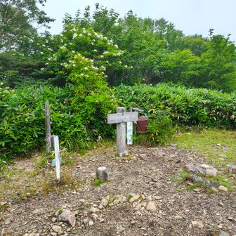 いつもの、サンチョ