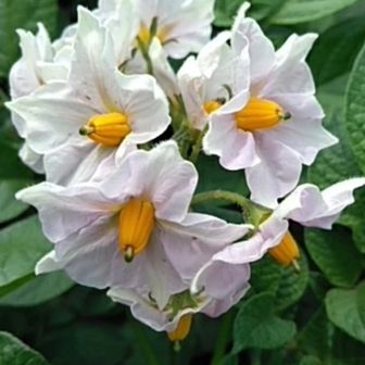 山人(やまんち)