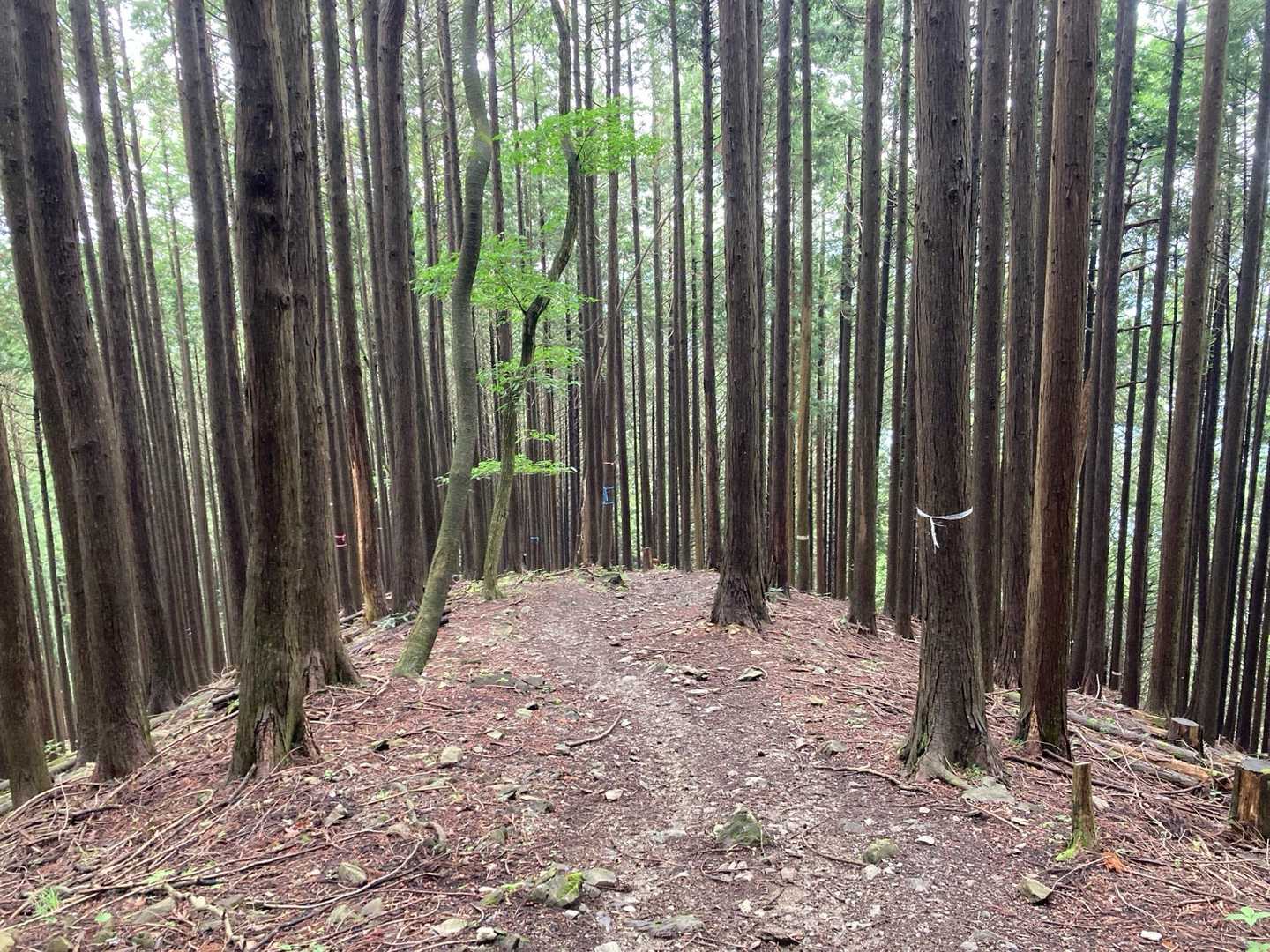 鳩ノ巣駅-大根ノ山ノ神-瘤高山-本仁田山 周回コースの写真