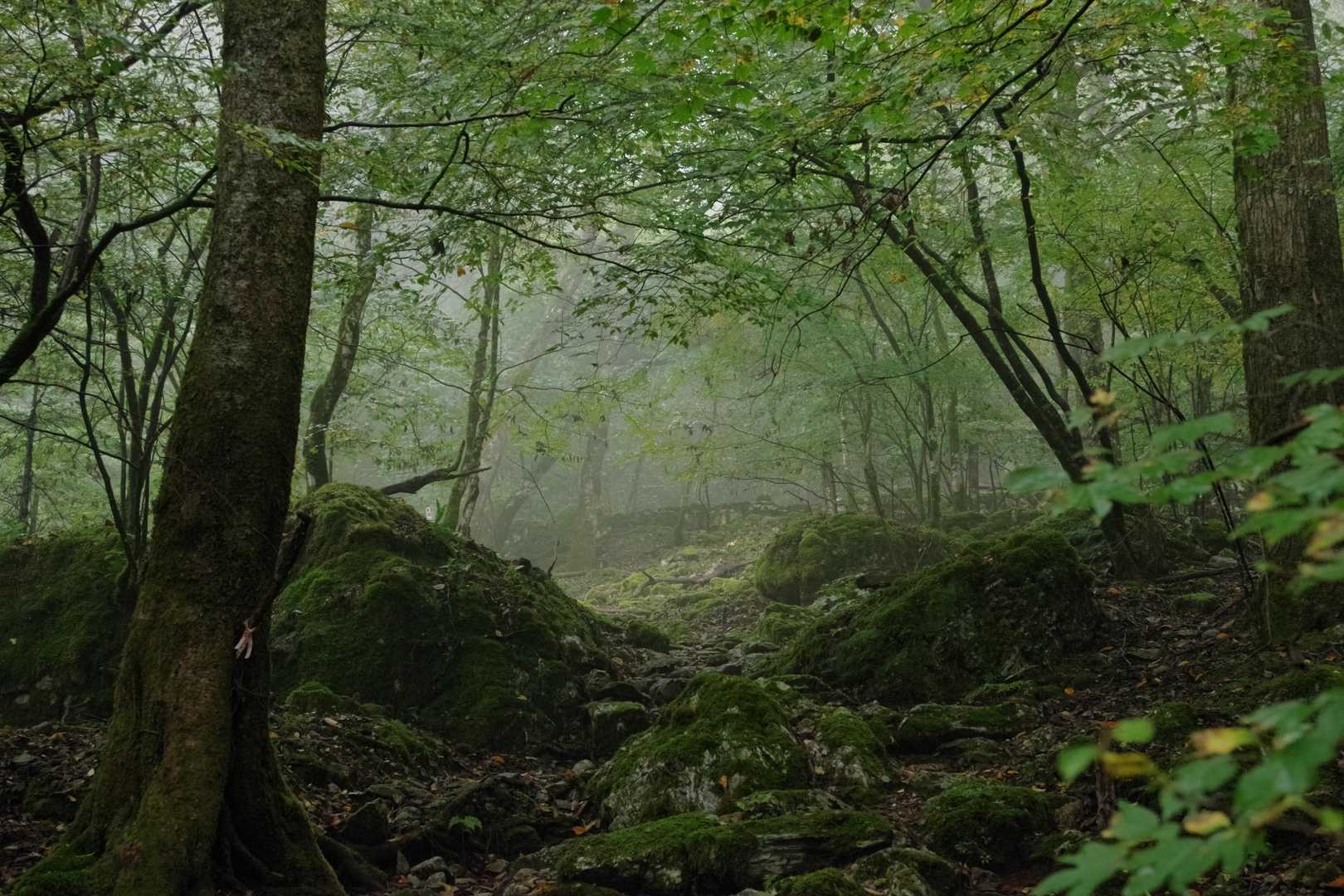 霧景
定福寺奥之院手前