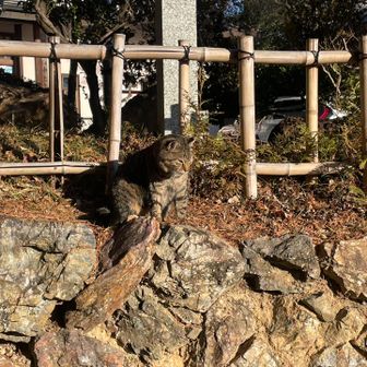 階段の上から見張っています（日向あったかい）