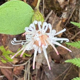 コウヤボウキ
いろんな所で咲き始めた感じです