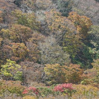 赤く紅葉してる木は少なかった