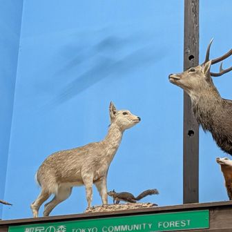 森林館に立ち寄りました。鹿🦌や鳥の剥製
お手洗いもとっても清潔できれいです