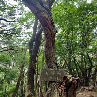 夫婦松
枯れている