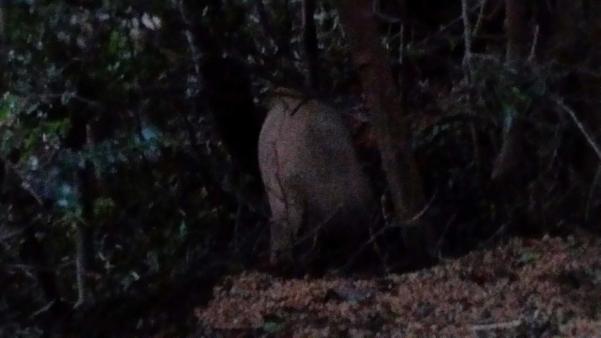 少し先には、イノシシが山道を歩いていて、木々の中に入っていきました。