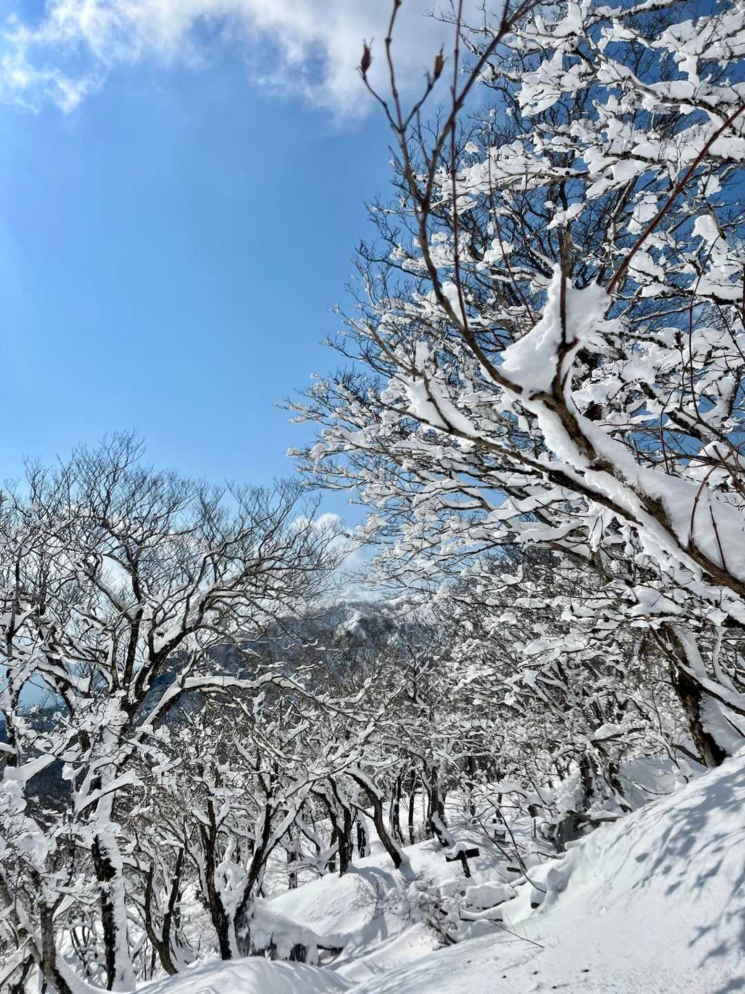 天狗杉-打見山-ロープウェイ山頂駅 往復コースの写真