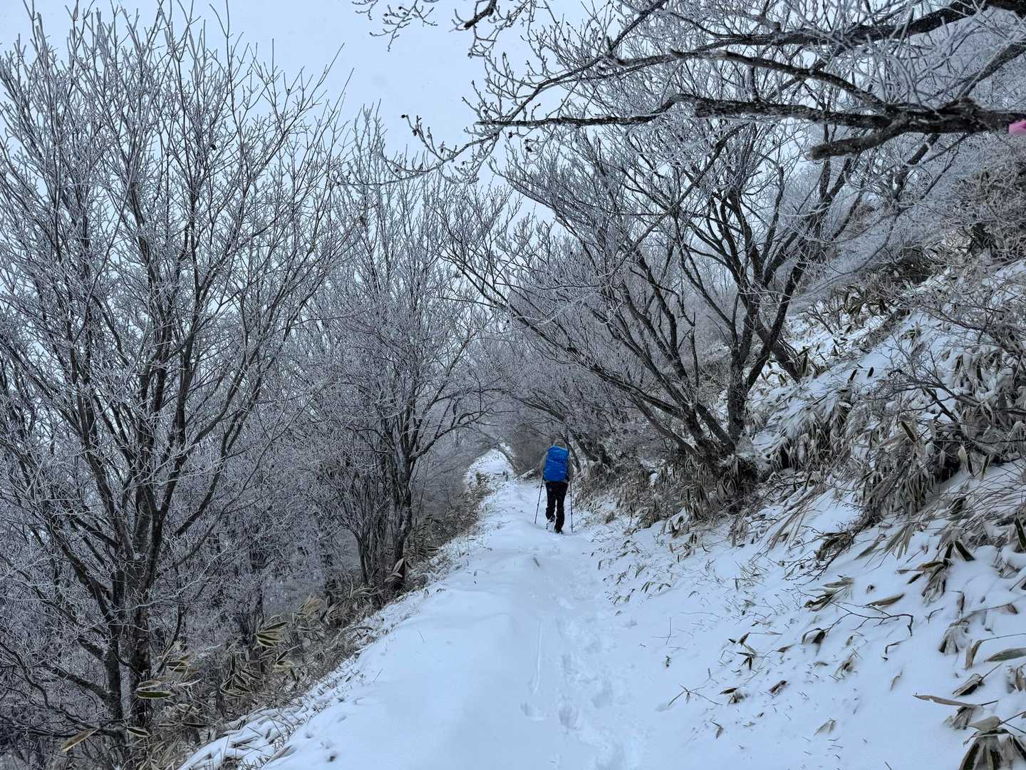薄ら霧氷