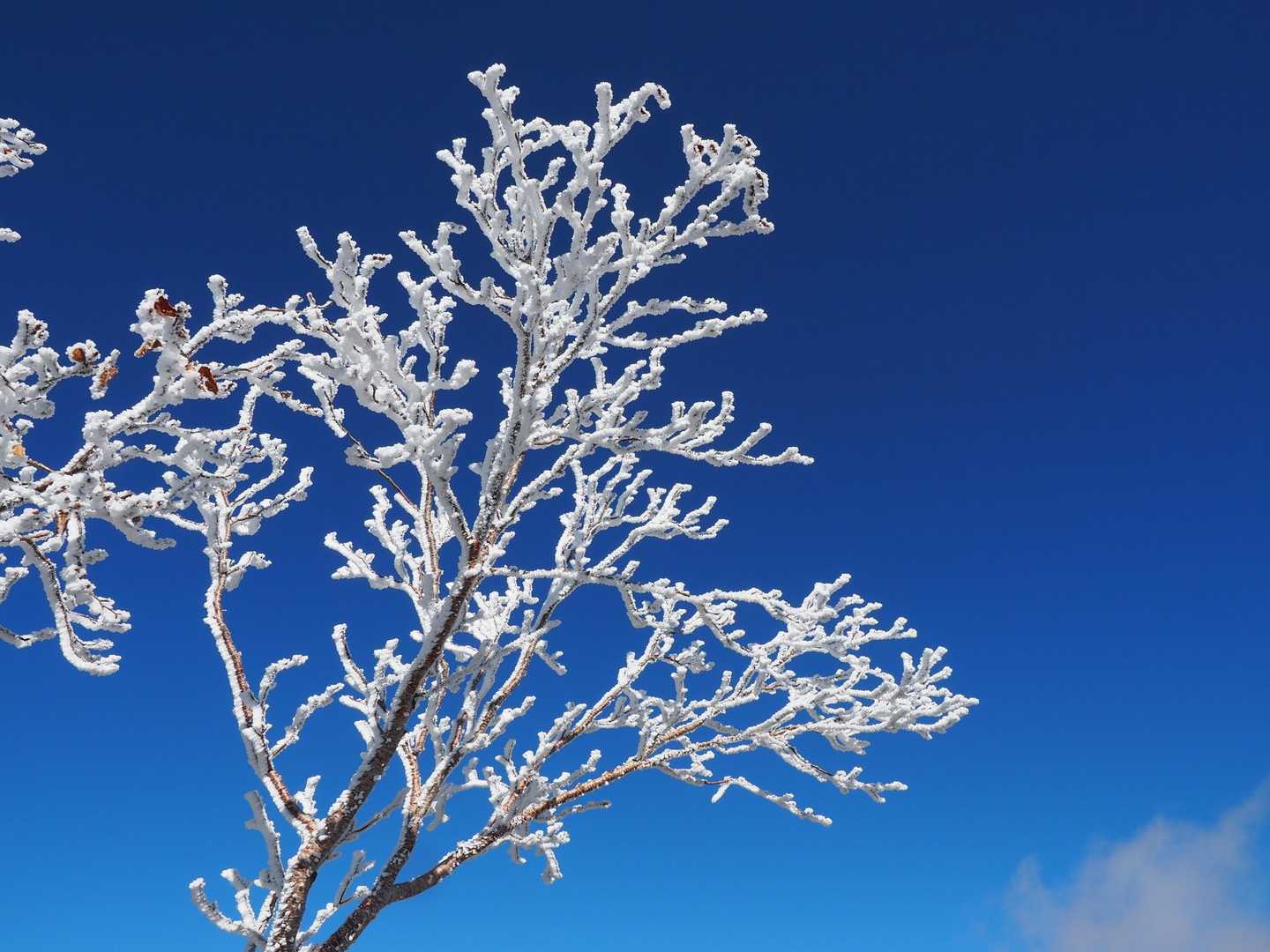 懲りずに霧氷