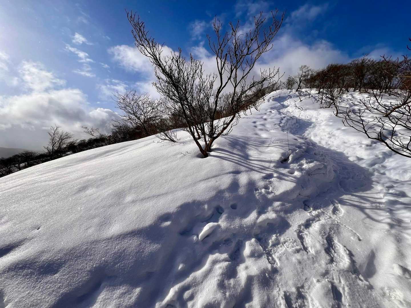 でも歩きやすい道なのですぐに最後の登りまできちゃった。。。