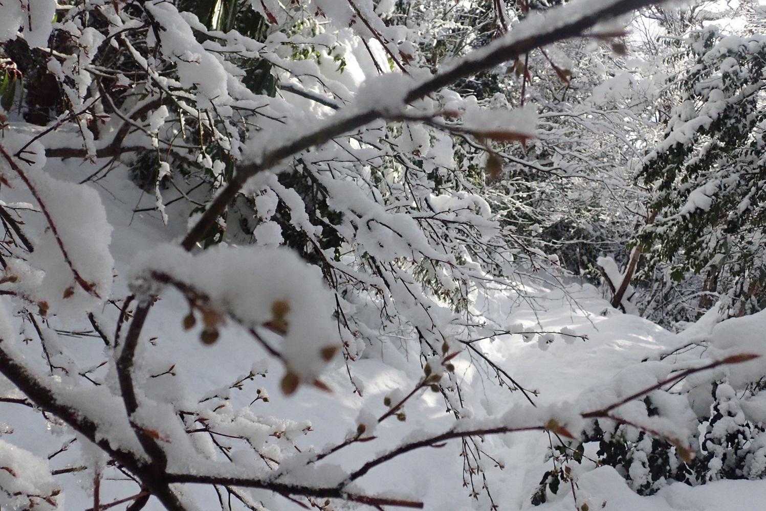 賤ヶ岳 往復コースの写真