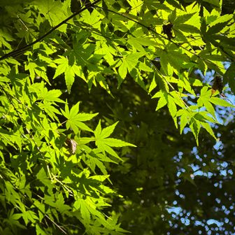 モミジはまだ紅葉していない。