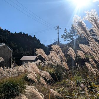 登山口の集落のすすき