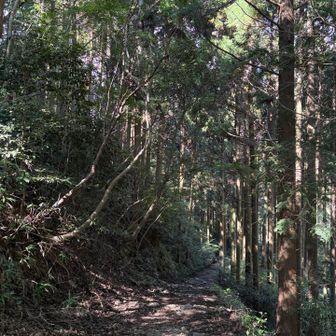 徳川道
古道の雰囲気
歩きやすいんだよね～（再び）

江戸末期、神戸に外国人達が入ってきて、参勤交代の大名行列と鉢合わせちゃったら大変💦
ってことで、作られた迂回路的な道だったんだって。
実際には、ほとんど使われなかったみたい。

興味深いです