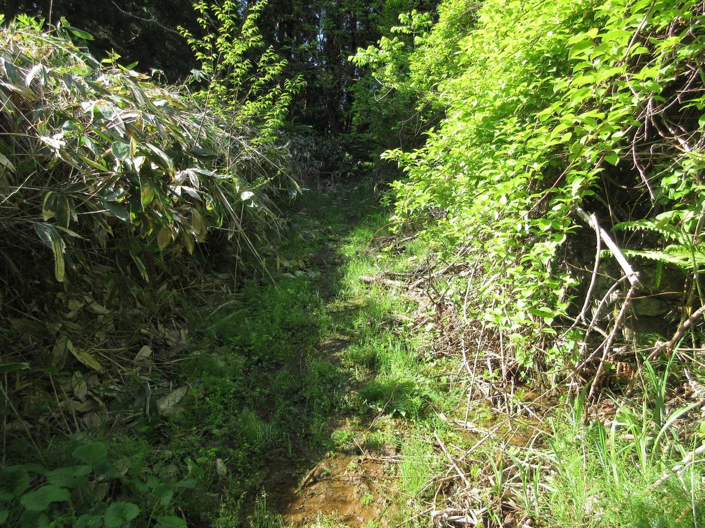 　
登山道も途中まで泥濘んでいます。