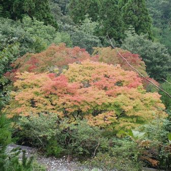 ロープウェイ釈迦岳駅跡の紅葉の木🌳・・自然の見事な色使い。😆👏👏
