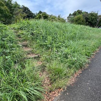 尾根幹線沿いの階段からルートに入る