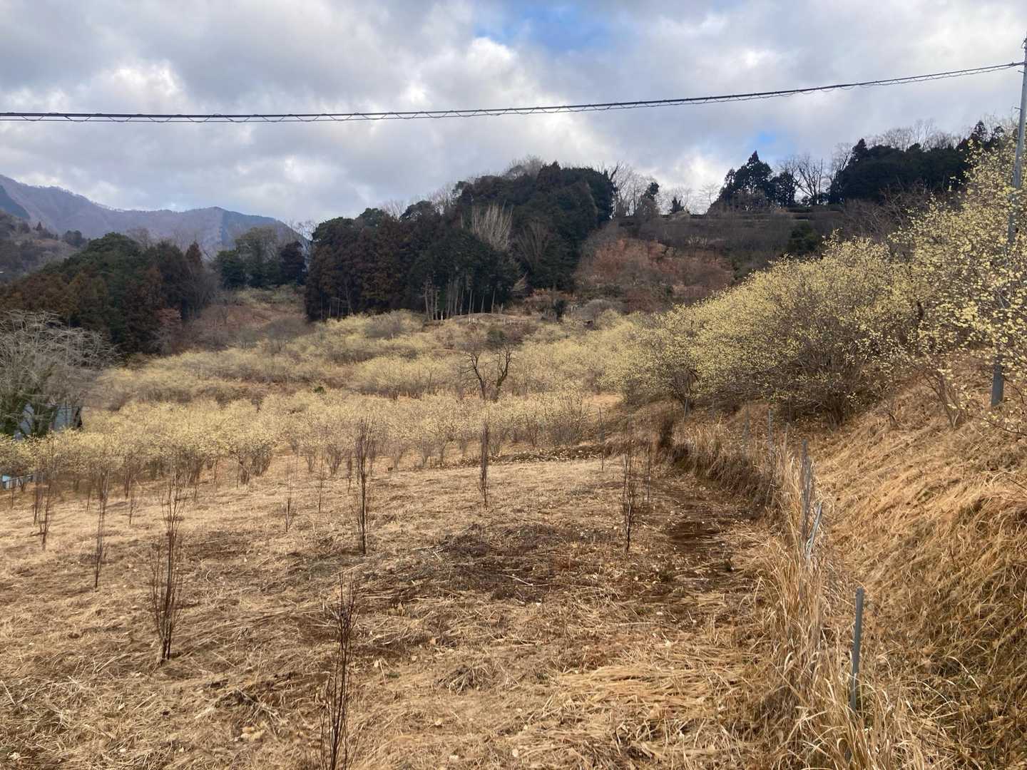 寄バス停-櫟山-栗ノ木洞-後沢乗越-鍋割山 往復コースの写真