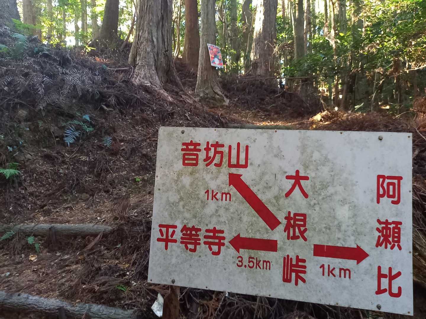 大根峠(分岐点)、音坊山に向かいます🎵
