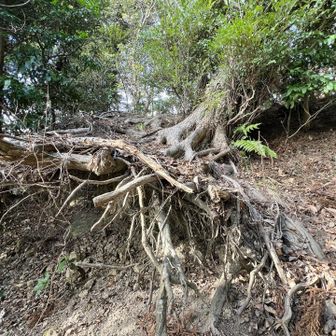すごい根っこ3 何がすごいってまだ生きてること🍃