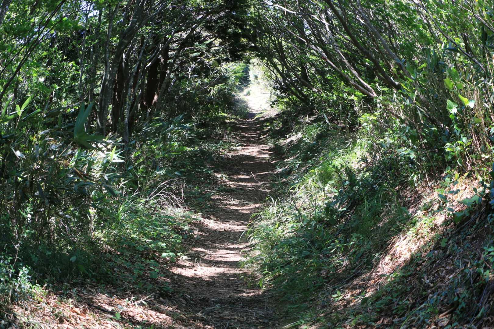 五頭山スキー場コース登山口-五ノ峰 往復コースの写真