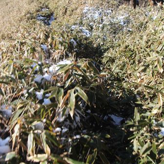 帰りの笹漕ぎ
陽射し浴びて雪が溶けパンツ🩳びしょ濡れ