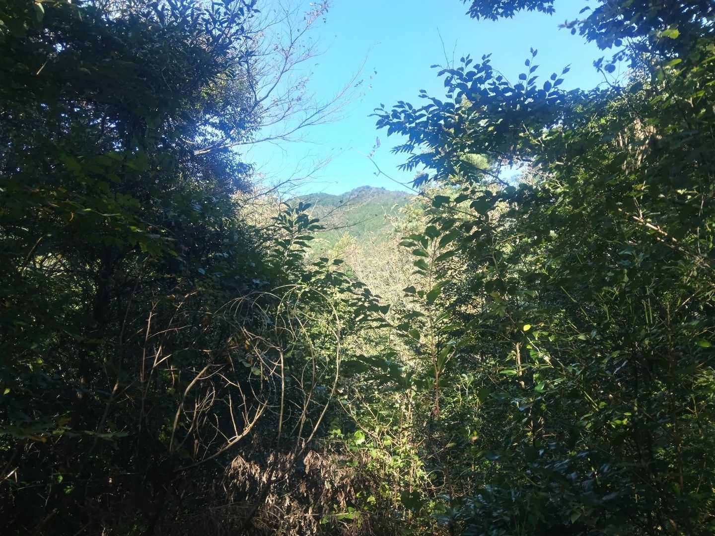途中の展望、山頂が見えます｡